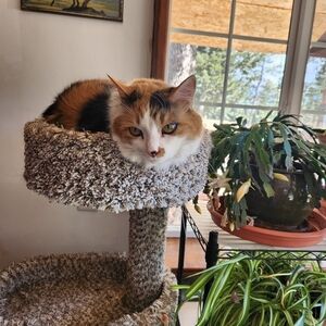 Cali, the Calico from California is the Posh boss of this closet